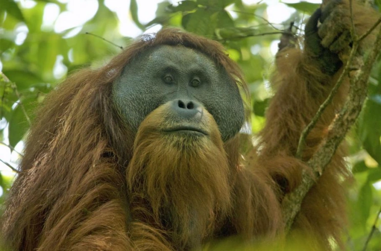 Orangután sedící na větví v koruně stromu.