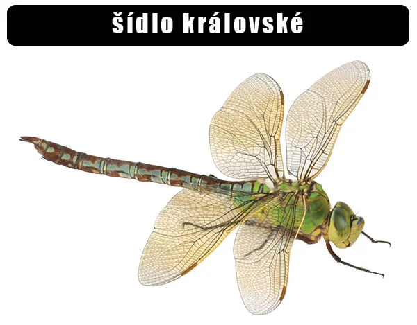 Detailní fotografie zeleného vážka s průsvitnými křídly na bílém pozadí.