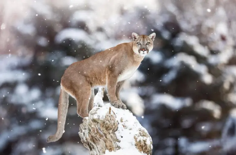 Americká puma stojí na sněhovém kmeni v zimním lese.