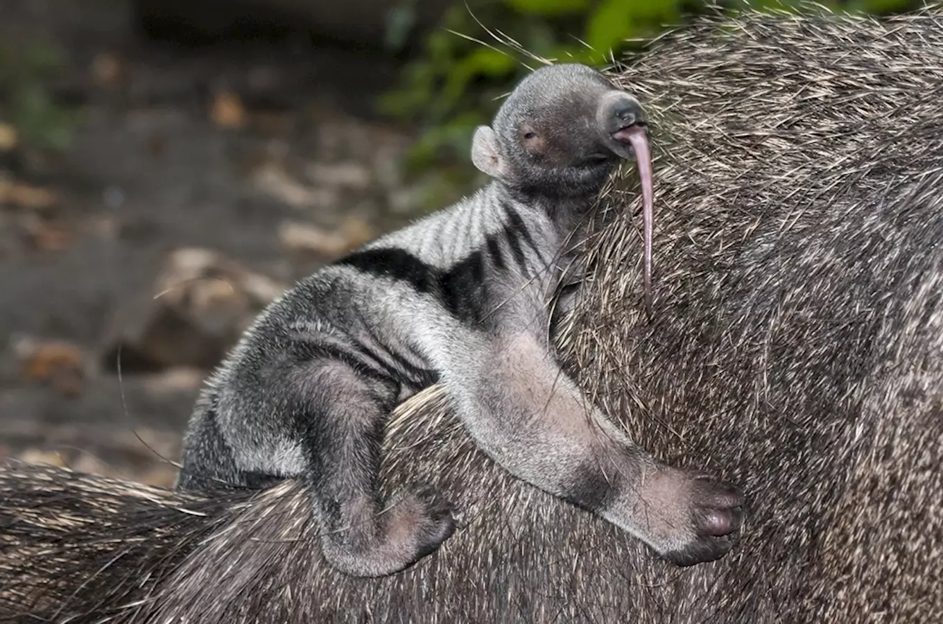 Mláďata afrického mravenežravce na zádech matky v zoologické zahradě.
