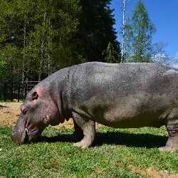 Hroch se pasí na trávě v přírodním prostředí.