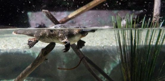 Ptakopysk plavající ve vodě v akváriu s větví.