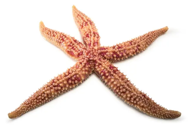 Starfish on white background