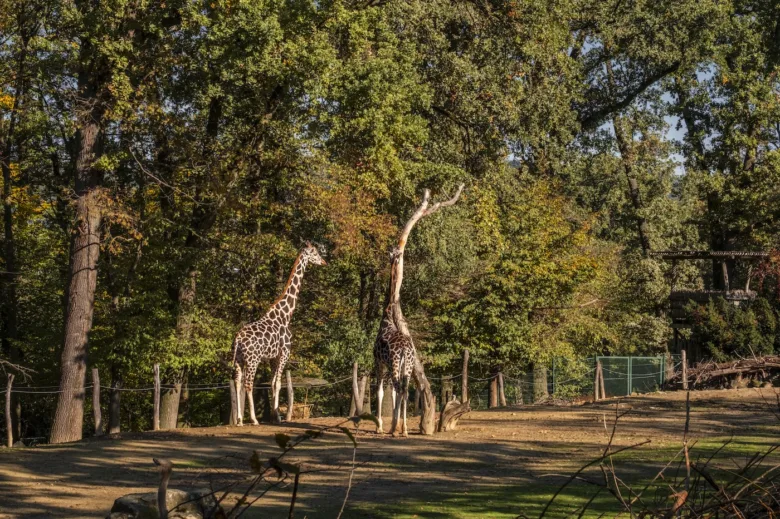 Dva žirafy v areálu zoologické zahrady Lešná ve Zlíně.