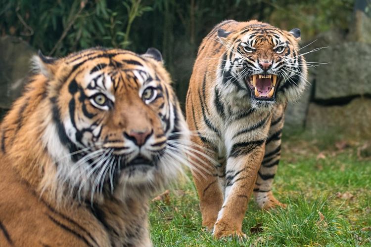 Dva tygři v zoo na trávníku s otevřenou pusou.