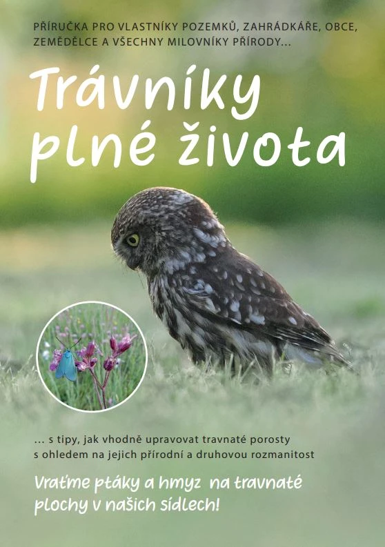 Little owl in grassland habitat