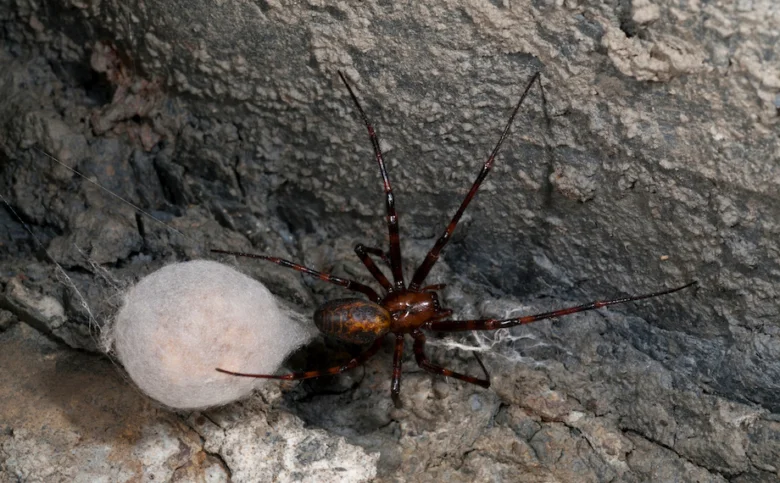 Dospělý křižák pruhovaný s vajíčkovou hmotou na skále.