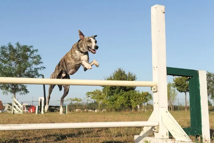 Brindle-whippet-skáče-přes-vodítko-na-tréninku