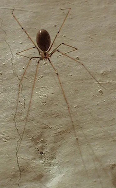 Harvestman spider