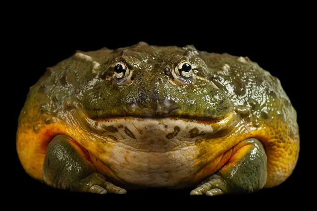 Velká zelená žába s oranžovým břichem na černém pozadí.