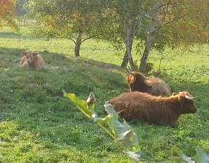 Tři skotští krávy plemene Highland odpočívají na trávnaté svahu.