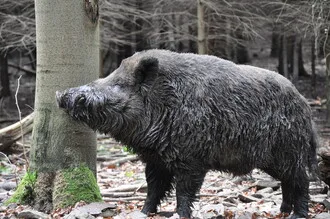 Divoké prasátko stojí v lese vedle stromu.