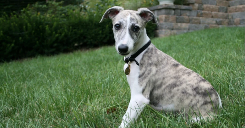 Brindle Whippet štěně sedí na trávníku venku.