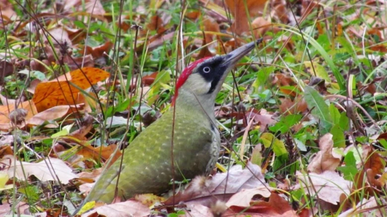Green woodpecker on ground