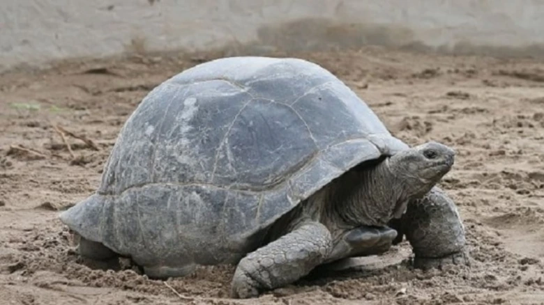 Velká galápagos želva chodící po písečné zemi.