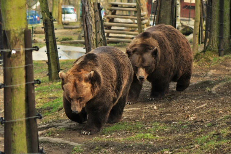 Dva hnědí medvědi chodí po cestičce v zoo.