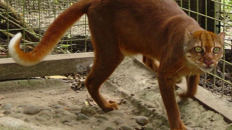 Puma chodící po kamení v kleci.
