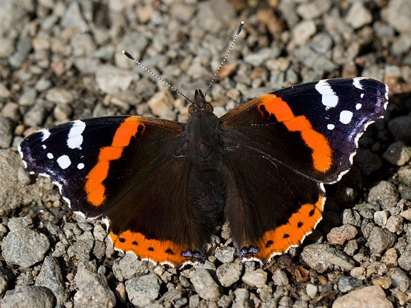 Red admiral butterfly