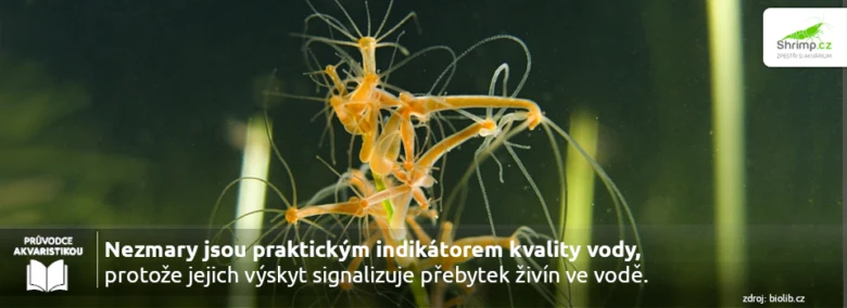 Skupina oranžových nezmarů v akváriu ukazující kvalitu vody.