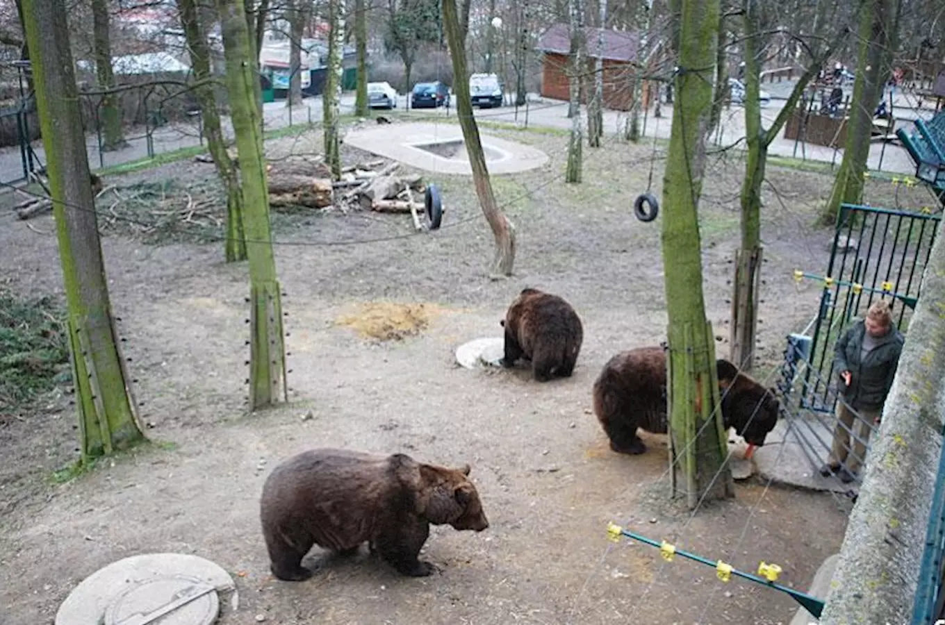 Tři medvědi v ohradě zoologické zahrady s člověkem u brány.