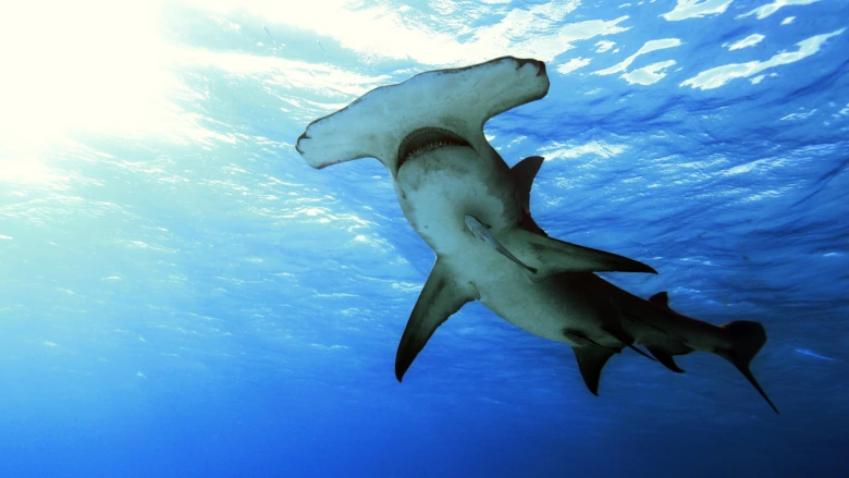 Hammerhead shark swimming underwater