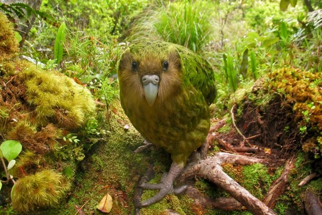 Zelený papoušek kakapo sedící na mechu v lesním prostředí.