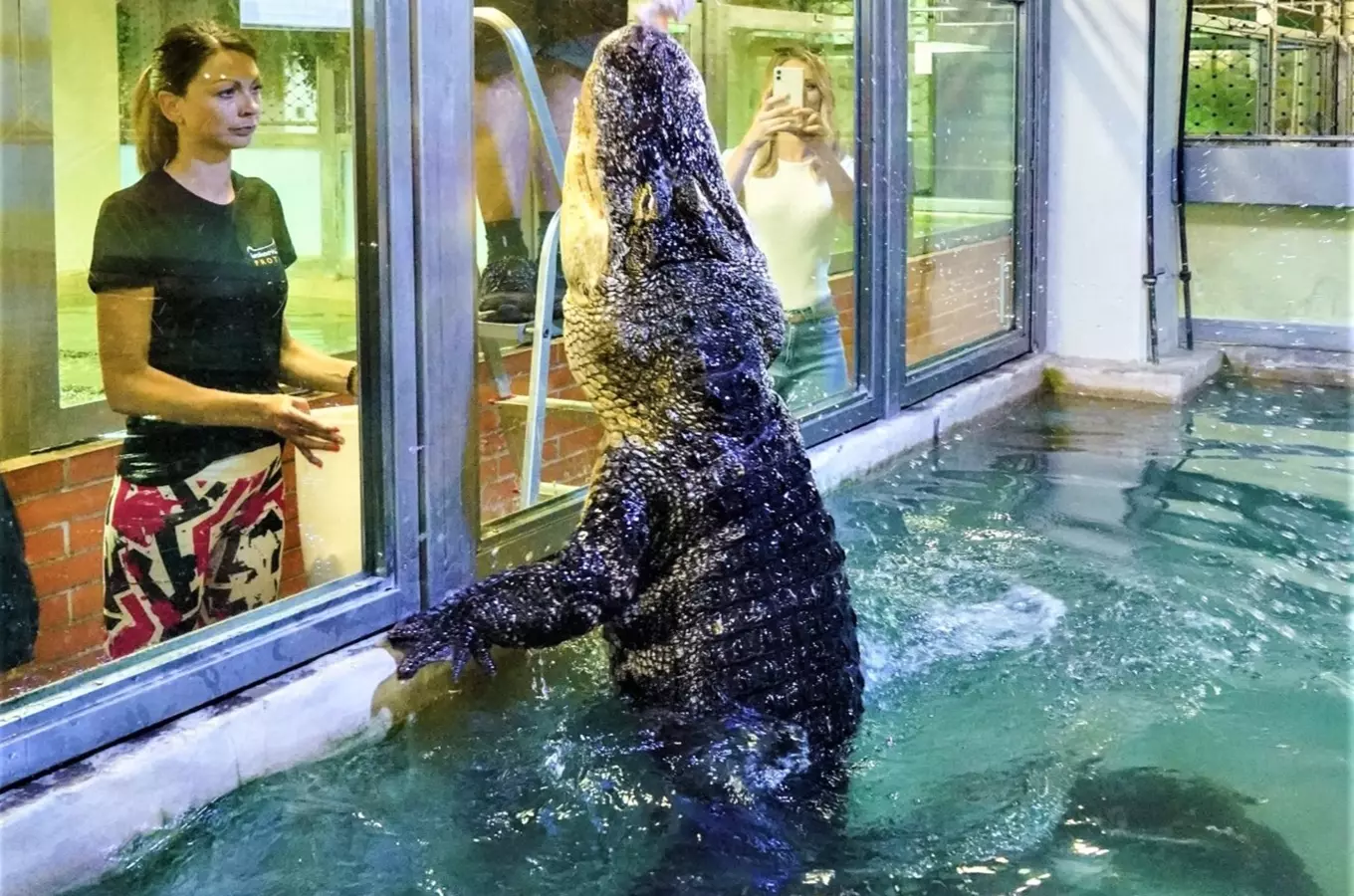 Krokodýl stojí ve vodě u okna v areálu zoo s trenérem.
