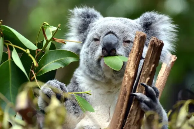 Koala s jehličím eukalypta v ústech, sedící na větvích.