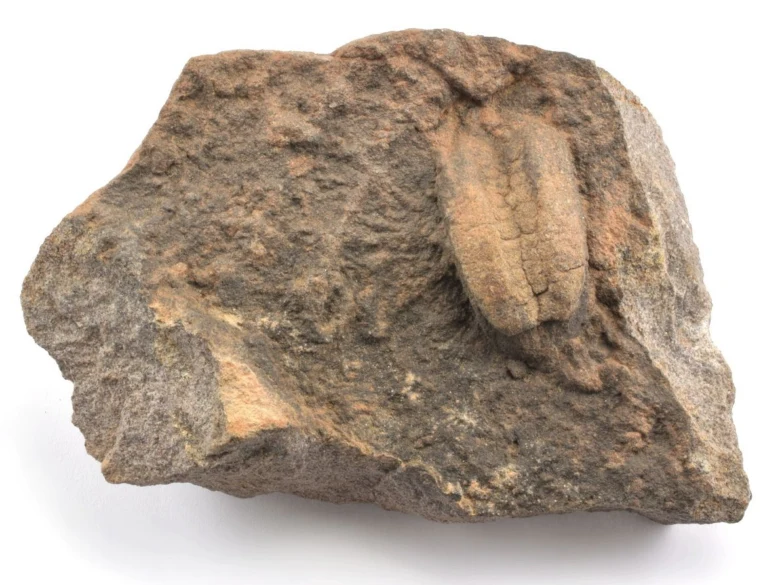Fosil trilobitu zachycený v hornině na bílém pozadí.