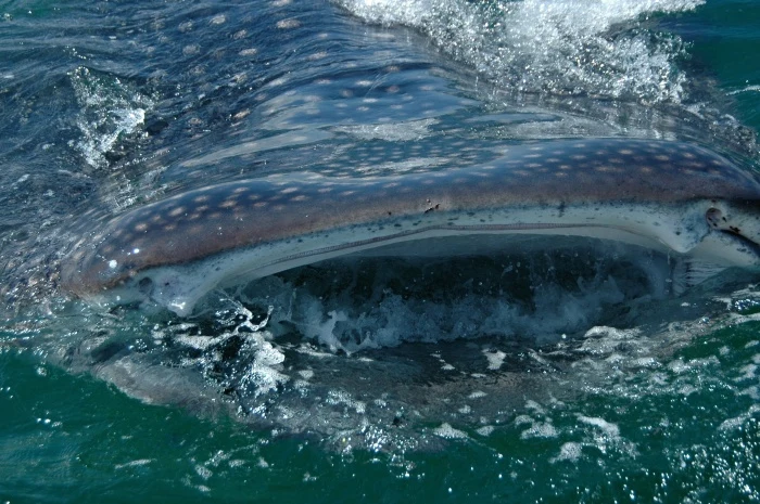 Velký žralok velrybí plavající v oceánu s otevřenou tlamou.