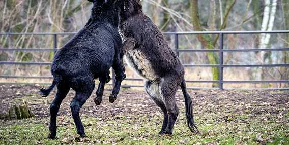 Dva kozy se potkávají v ohradě zoologické zahrady.
