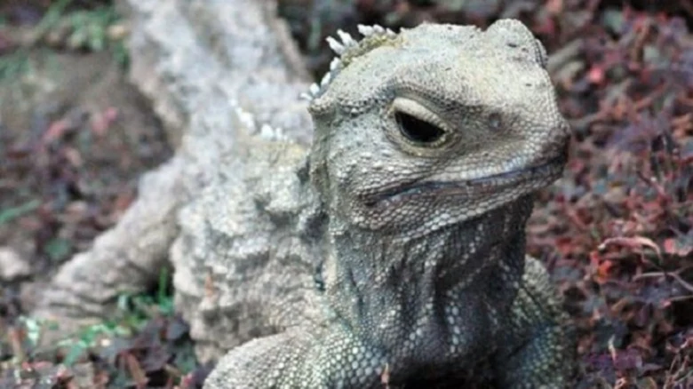 Starobylý ještěrka Tuatara z Nového Zélandu.