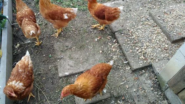 Skupina hnědých slepic v chovu na zemi s krmivem.