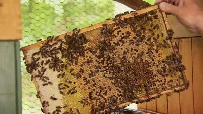 Rám s plásty medonosných včel obsazených včely Apis mellifera.