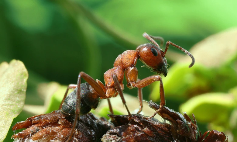 Blízko na mravkoleva běžného Formica rufa stojícího na kůře.