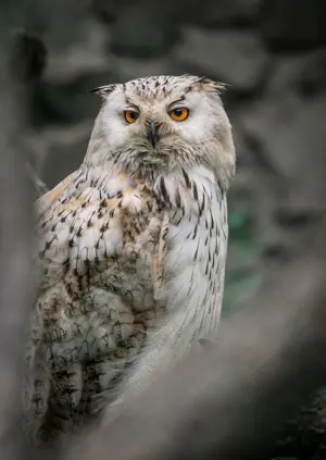 Portrét puštíka bělavého Bubo bubo sedícího na větvi.