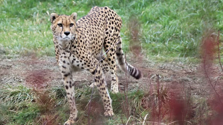 Gepard chodí po travnatém terénu s výraznou skvrnitou srstí.