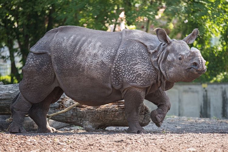 Sloní nosorožec v areálu zoologické zahrady mezi stromy.