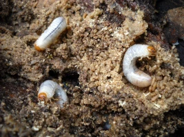 Bílá larva chrousta v zemi