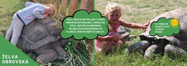 Děti hrají s obrovskými želvami na trávníku.
