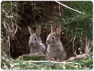 Dva mladá králíci sedící u vstupu do nor.
