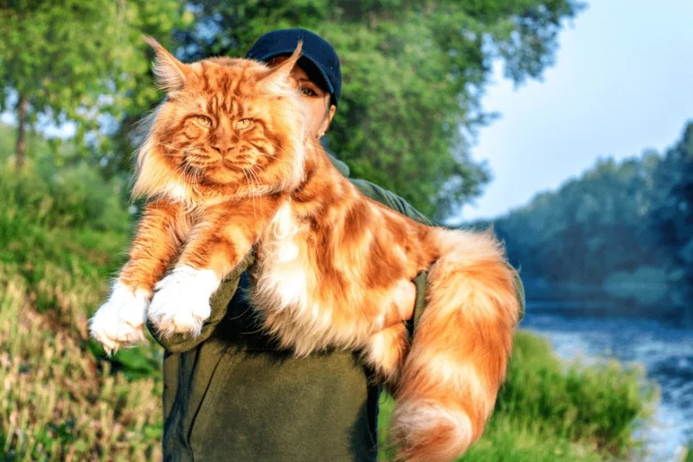 Velká oranžová kočka držená v rukou venku.