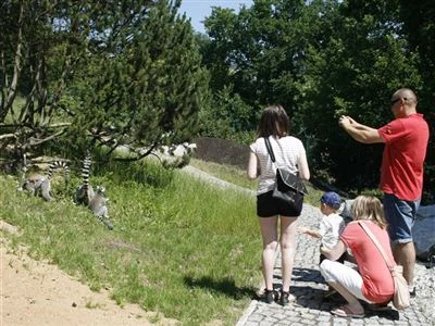 Navštěvující pozorují lemur v areálu zoologické zahrady.