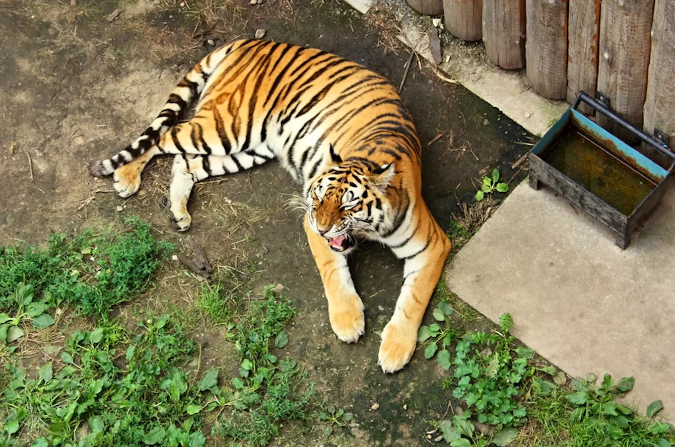 Tygr leží v ohradě zoologické zahrady s misky vody.
