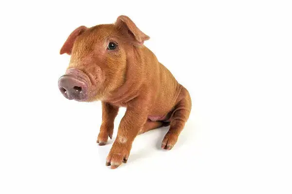 Hnědá prasice rasy mangalica sedící na bílém pozadí.