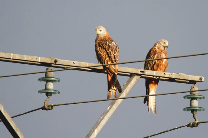 Dva luňáci červení sedící na elektrickém vedení.