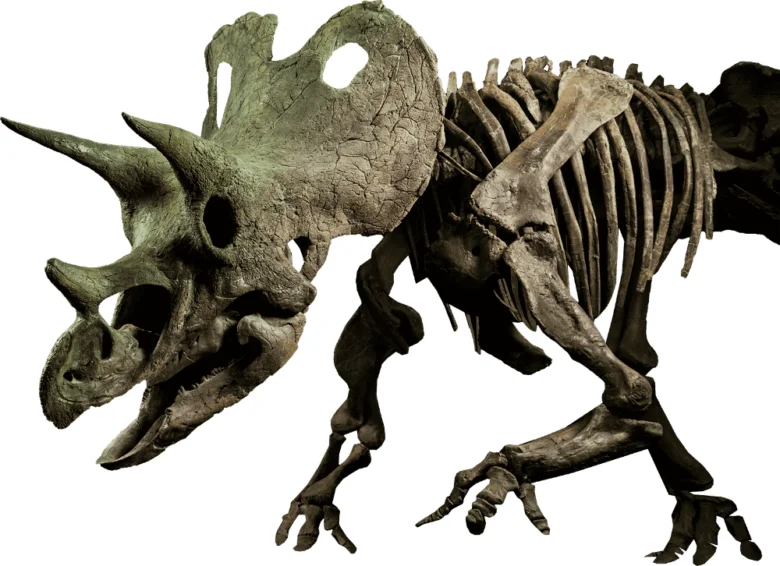 Skelet triceratopse na výstavě dinosauřů v Praze.
