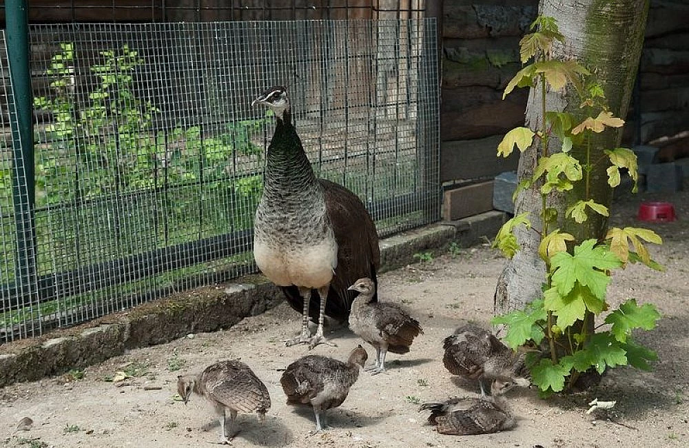 Samice paví s mláďaty v kleci pro ptačí zoo.
