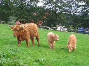 Matka Highlands s telaty na zelené louce