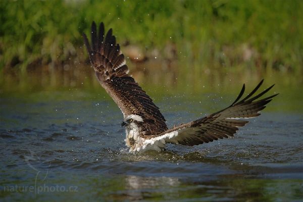 Osprey diving for fish